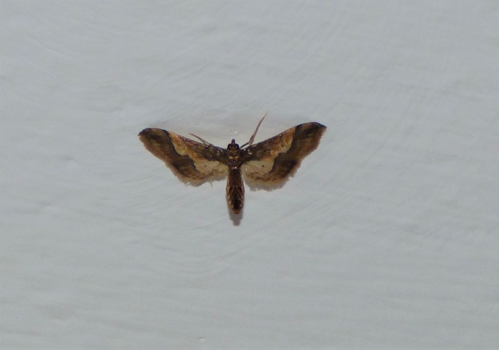 Falena da identificare: Hydriris ornatalis - Crambidae